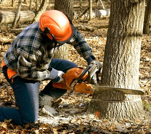 Tree Removal in Leisenring, PA